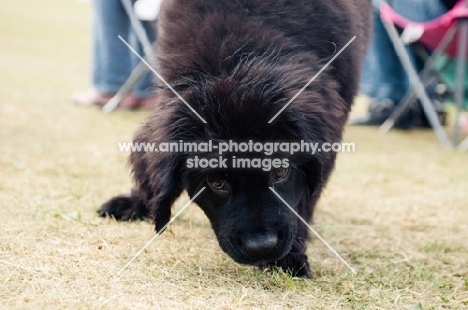 black Newfoundland puppy