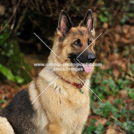 German Shepherd dog portrait with tongue out