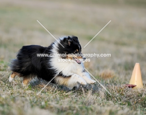 dog lying on grass