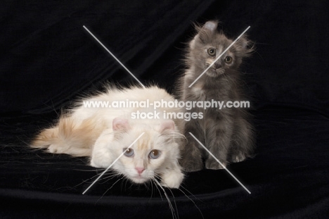 American Curl cat and kitten looking at camera