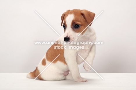 cute Jack Russell Terrier puppy