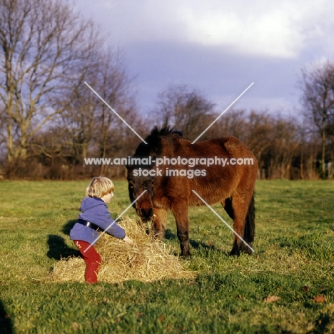 child giving hay to pony in winter