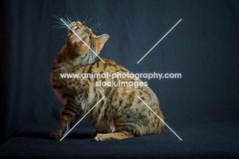 bengal cat looking up, studio shot on black background