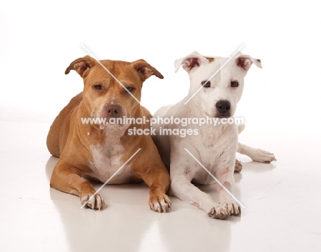 two American Pit Bull Terriers on white background
