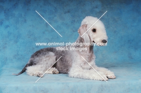 Bedlington Terrier lying on blue background