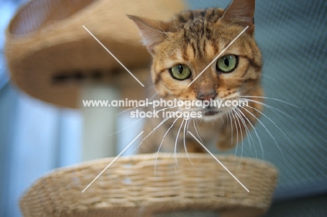 curious bengal cat standing on a scratch post and looking down at camera