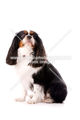 black, brown and white King Charles Spaniel isolated on a white background