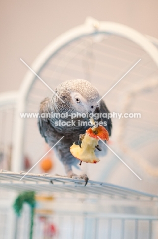 African Grey Parrot eating fruit