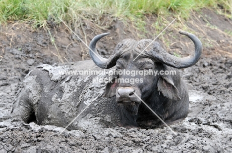 Buffalo in mud