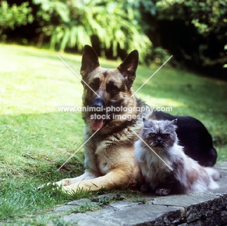 german shepherd dog and smoke cat together