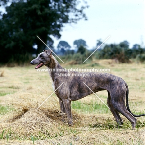 ch shalfleet starlight, show greyhound in a field of cut hay