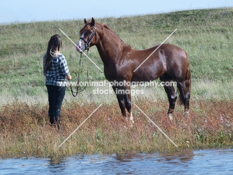 Welsh Cob (section d) with woman