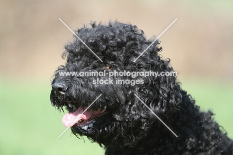 black Barbet portrait