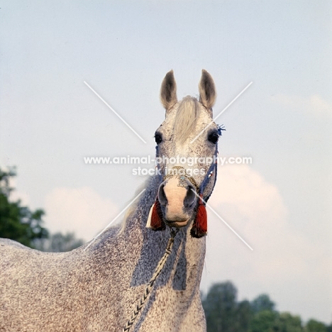 bandola, polish arab mare at  janow podlaski, poland 