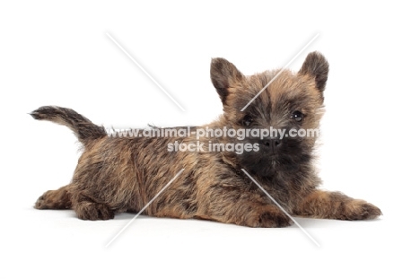 Cairn Terrier puppy in studio