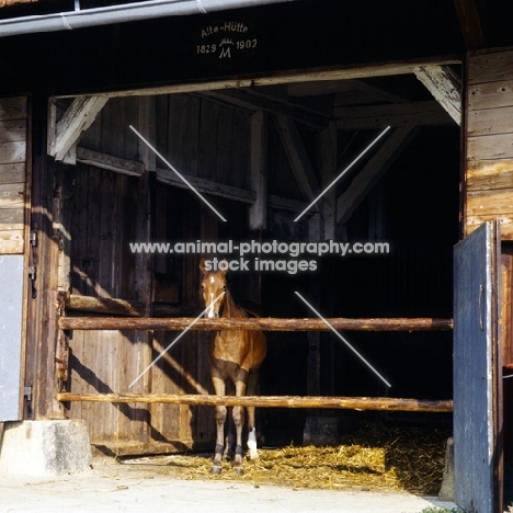 german arab foal in a stable