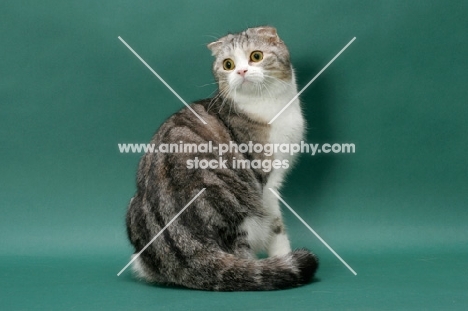 Silver Classic Tabby and White Scottish Fold cat, side view