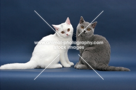 two British Shorthair cats facing each other