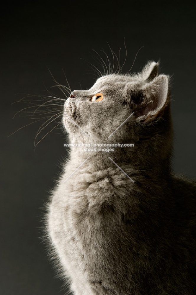 british shorthaired kitten looking up, on a dark grey background