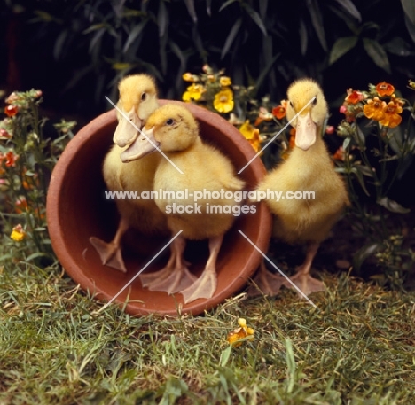 duckling surrounded by flowers and plant pot in garden