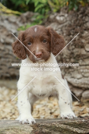 English Springer Spaniel puppy