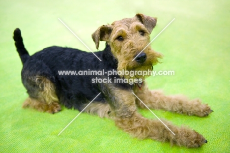 Welsh Terrier, show dog, lying on green carpet, tail up