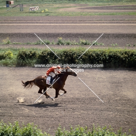 akhal teke racing in russia