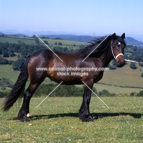 dales pony side view