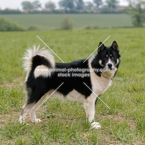 black and white greenland dog
