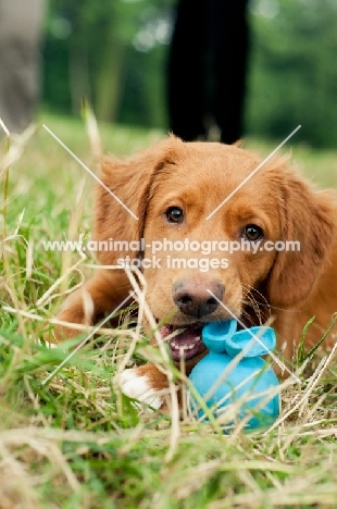 young Nova Scotia Duck Tolling Retriever with toy