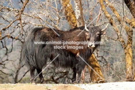 Yak in Bhutan