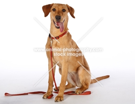 Labrador Retriever on lead in studio