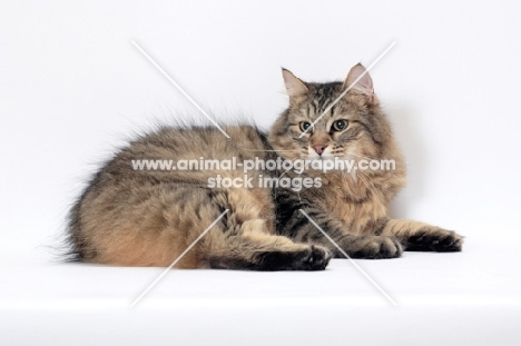 Tailless non pedigree cat, Brown Mackerel Tabby, lying down