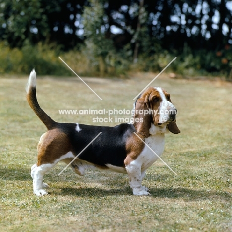 ch fredwell varon vandal, famous basset hound standing proudly on grass