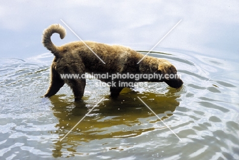 Chesapeake bay retriever in water