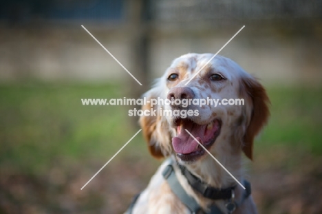 beautiful orange Belton Setter