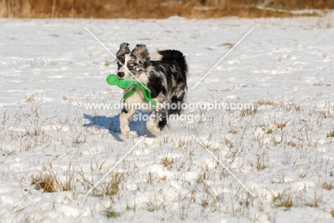 Australian Shepherd Dog with toy