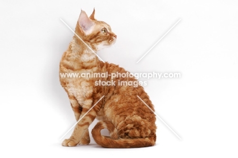 Devon Rex on white background, looking away