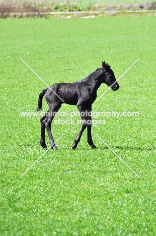 Friesian foal in field