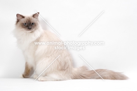 Blue Point Mitted Ragdoll, sitting