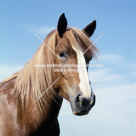 Finnish Horse head and shoulders 