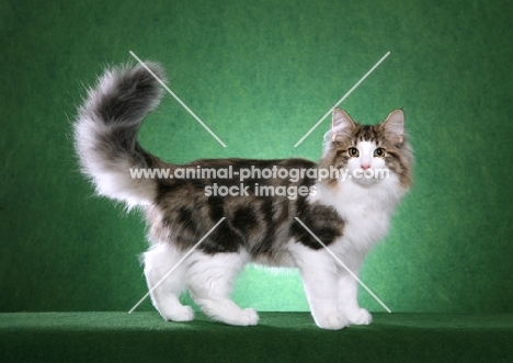 Norwegian Forest Cat standing on green background