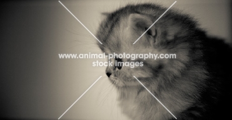 Black & White image of Scottish Fold kitten.