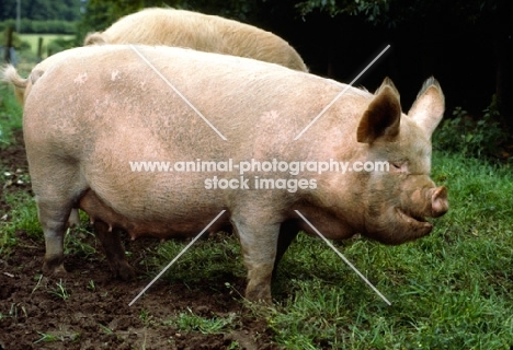 middle white sow side view
