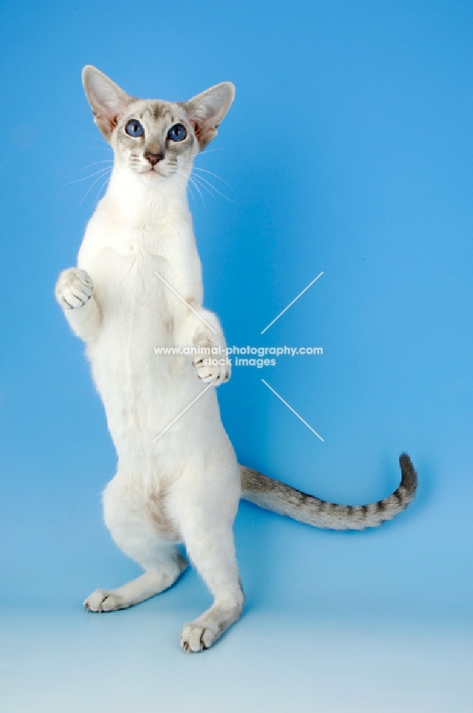blue tabby point siamese cat standing on hind legs