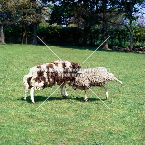 jacob and north ronaldsay sheep fighting each other