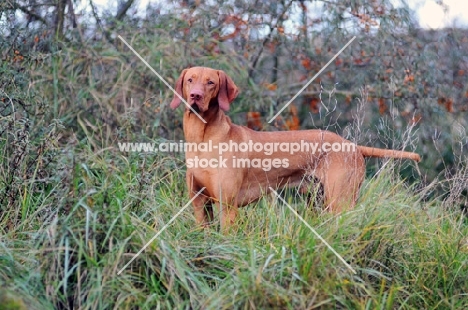 Hungarian Vizsla