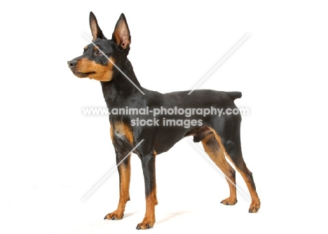 black and tan Miniature Pinscher on white background