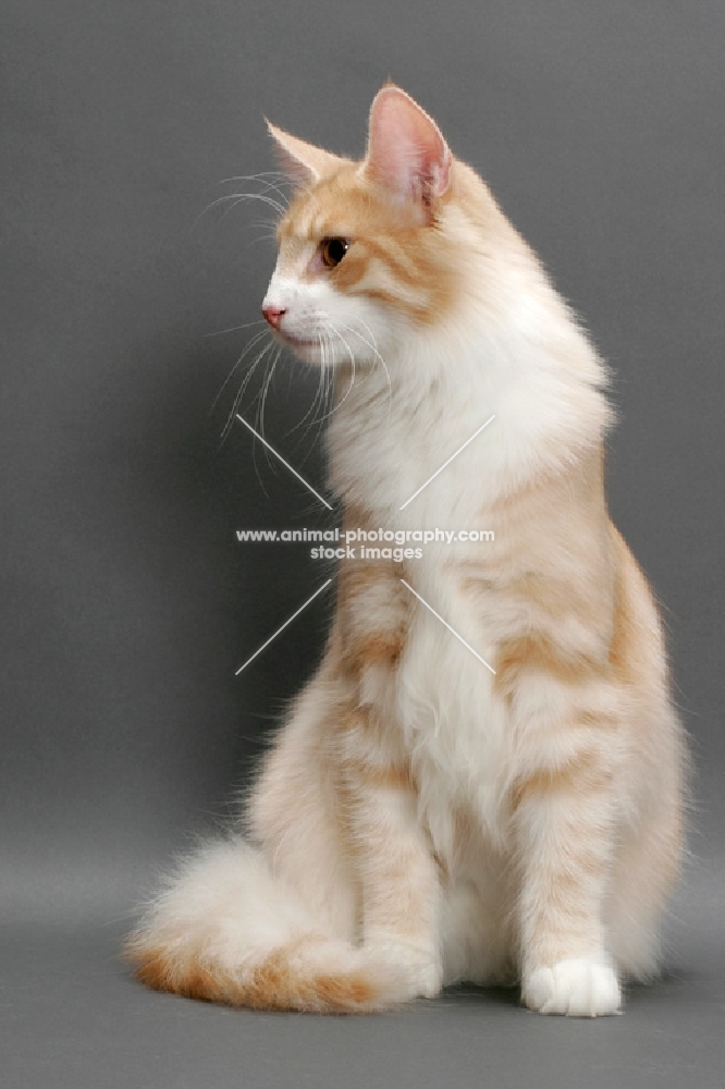 Norwegian Forest Cat lying down, Cream Mackerel Tabby & White