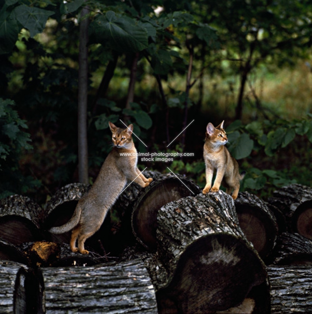 two abyssinian cats on logs in canada